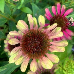 Meet your Posher, Jen